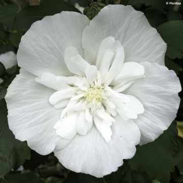 Hibiscus syriacus White Chiffon - Ibisco