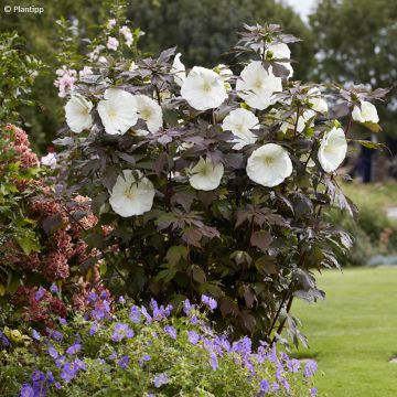 Hibiscus moscheutos Carousel Ghost - Ibisco palustre