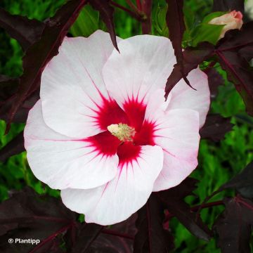 Hibiscus moscheutos Joli Coeur - Ibisco palustre