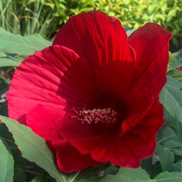 Hibiscus moscheutos Midnight Marvel - Ibisco palustre