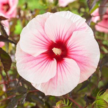 Hibiscus moscheutos Pink Candy - Ibisco palustre