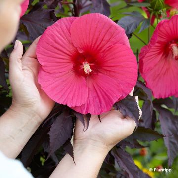 Hibiscus moscheutos Pink Passion - Ibisco palustre