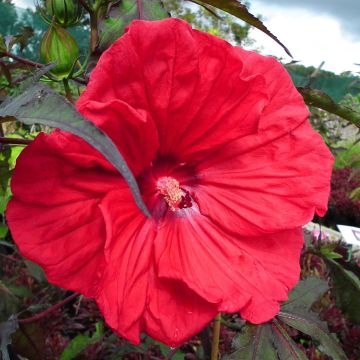 Hibiscus moscheutos Red Wine - Ibisco palustre