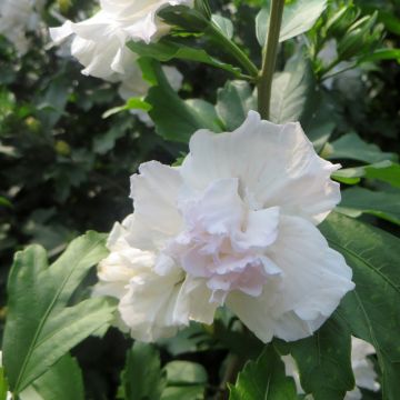 Hibiscus syriacus Admiral Dewey - Ibisco