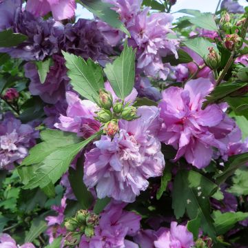 Hibiscus syriacus Ardens - Ibisco