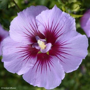 Hibiscus syriacus B'twist Lavende - Ibisco