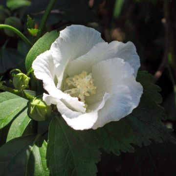 Hibiscus syriacus Diana - Ibisco