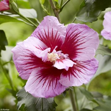 Hibiscus syriacus Flower Tower Purple - Ibisco