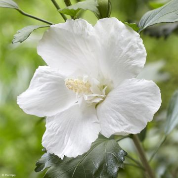 Hibiscus syriacus Flower Tower White - Ibisco