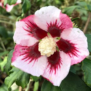 Hibiscus syriacus Hamabo - Ibisco