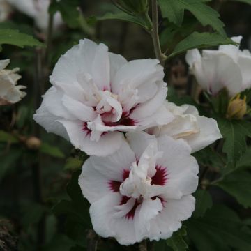 Hibiscus syriacus Lady Stanley - Ibisco