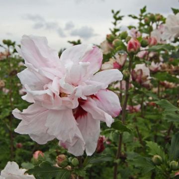 Hibiscus syriacus Leopoldii - Ibisco