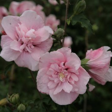 Hibiscus syriacus Pink Chiffon - Ibisco