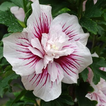 Hibiscus syriacus Starburst Chiffon - Ibisco