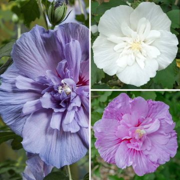 Hibiscus syriacus Three Sisters Mix - Ibisco