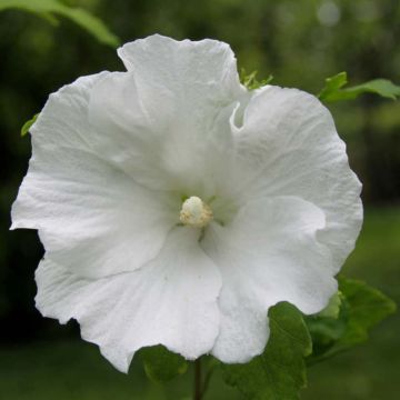 Hibiscus syriacus Totus Albus - Ibisco