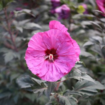 Hibiscus moscheutos Summerific Berry Awesome - Ibisco palustre