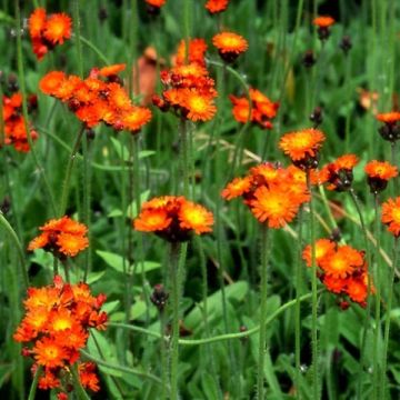 Hieracium aurantiacum - Pelosella aranciata