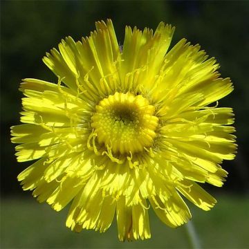 Hieracium pilosella - Sparviere pelosetto