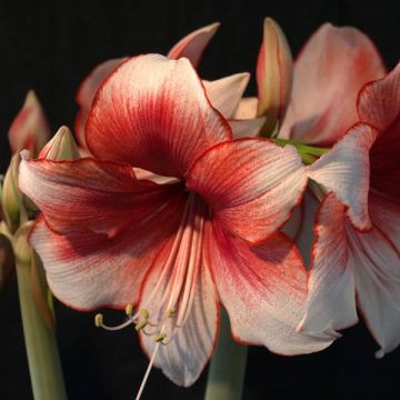 Amaryllis Hippeastrum charisma - Hippeastrum