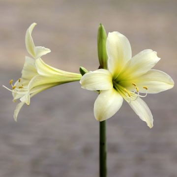 Amaryllis Marrakech - Hippeastrum sonatini