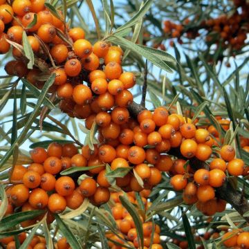 Hippophae rhamnoides - Olivello spinoso