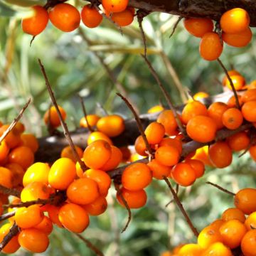 Hippophae rhamnoides 'Botanica' - Olivello spinoso