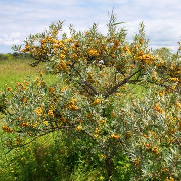 Hippophae rhamnoides Leikora - Olivello spinoso