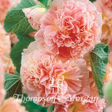 Alcea rosea Peaches N Dreams - Malvarosa