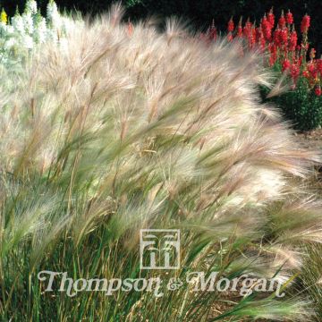 Hordeum jubatum (semi) - Orzo a criniera