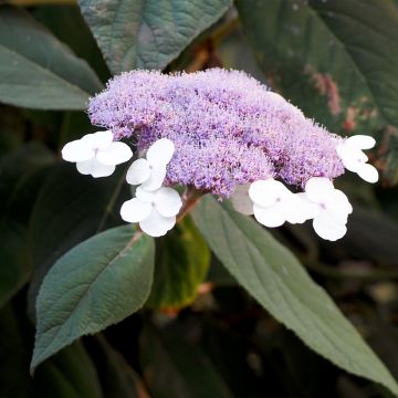 Hydrangea aspera Velvet & Lace - Ortensia