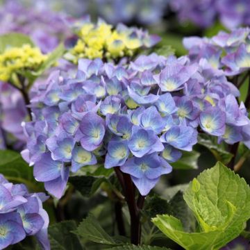 Hydrangea macrophylla Black Steel Purple - Ortensia