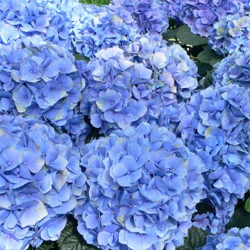 Hydrangea macrophylla Bodensee - Ortensia