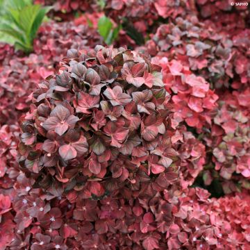 Hydrangea macrophylla Chocolate Ever Belles - Ortensia