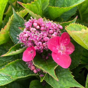 Hydrangea macrophylla Teller Kardinal - Ortensia