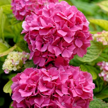 Hydrangea macrophylla Pink Pop - Ortensia