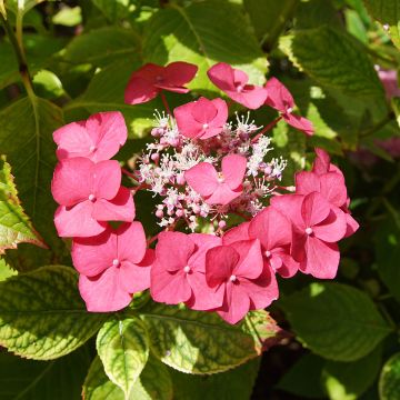 Hydrangea macrophylla Rotkehlchen - Ortensia