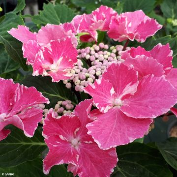 Hydrangea macrophylla So Long Aya - Ortensia