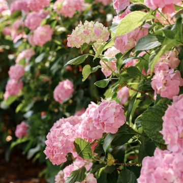 Hydrangea macrophylla Soft Pink Salsa - Ortensia