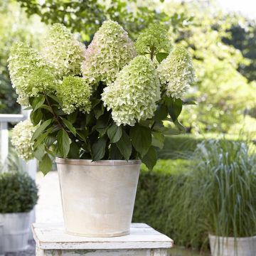 Hydrangea paniculata Little Fresco - Ortensia paniculata