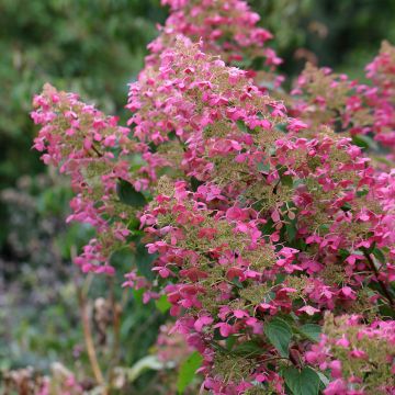 Hydrangea paniculata Pink Diamond - Ortensia paniculata