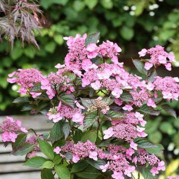 Hydrangea serrata Koreana - Ortensia