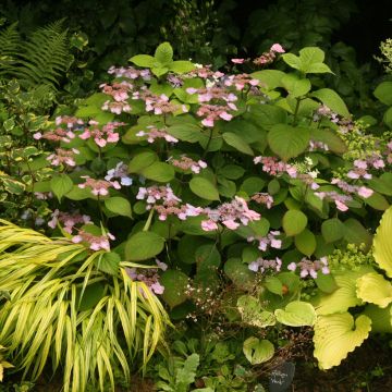 Hydrangea serrata Veerle - Ortensia