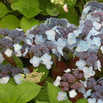 Hydrangea serrata Shojo - Ortensia