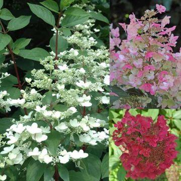 Hydrangea paniculata Wim's red - Ortensia paniculata