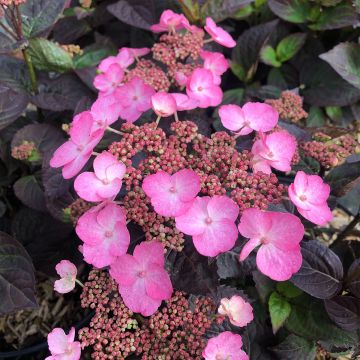 Hydrangea Daredevil - Ortensia