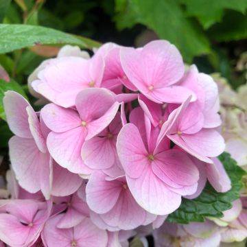 Hydrangea macrophylla Xian - Ortensia