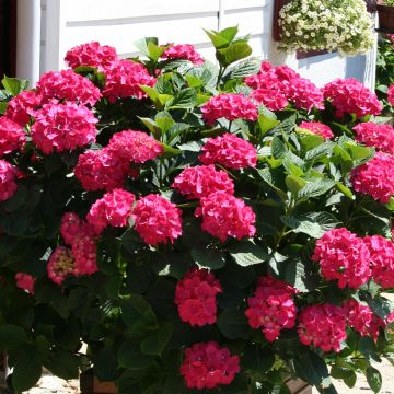 Hydrangea macrophylla King George V - Ortensia