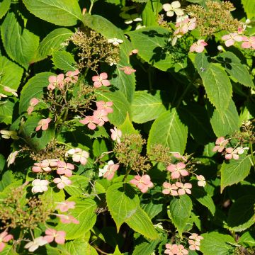 Hydrangea paniculata Dharuma - Ortensia paniculata