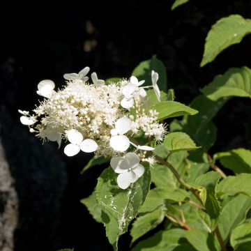 Hydrangea paniculata White Moth - Ortensia paniculata